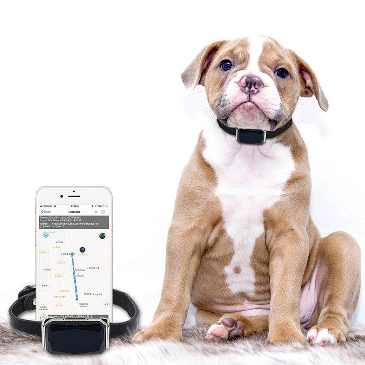 Obroża GPS Tracker z GPS GPS dla psów Obroża GPS Tracker z GPS GPS dla psów
